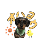 たいがとマロン 2（個別スタンプ：3）