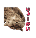 たわし パート1（個別スタンプ：1）