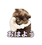 たわし パート1（個別スタンプ：2）