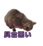 たわし パート1（個別スタンプ：3）