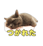 たわし パート1（個別スタンプ：4）