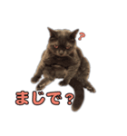 たわし パート1（個別スタンプ：5）