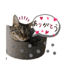 保護猫ゆず君のスタンプ（個別スタンプ：1）