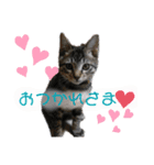 保護猫ゆず君のスタンプ（個別スタンプ：2）