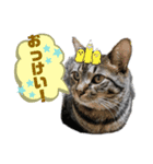 保護猫ゆず君のスタンプ（個別スタンプ：4）