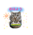 保護猫ゆず君のスタンプ（個別スタンプ：6）