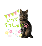 保護猫ゆず君のスタンプ（個別スタンプ：7）