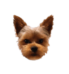 愛犬ソラくん（個別スタンプ：1）