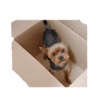愛犬ソラくん（個別スタンプ：2）