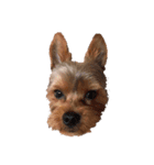 愛犬ソラくん（個別スタンプ：3）