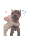 愛犬ソラくん（個別スタンプ：4）
