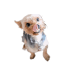 愛犬ソラくん（個別スタンプ：6）