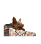 愛犬ソラくん（個別スタンプ：8）