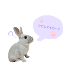トトのスタンプ♡（個別スタンプ：6）