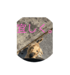 ROK Iスタンプ（個別スタンプ：4）