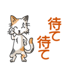 猫大好き！その29c（三毛猫）（個別スタンプ：14）