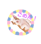 ロッキー ピットブル（個別スタンプ：3）