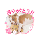 ロッキー ピットブル（個別スタンプ：5）