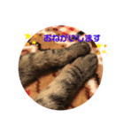 わがやの猫猫猫です（個別スタンプ：3）