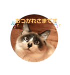 わがやの猫猫猫です（個別スタンプ：4）