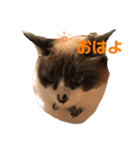 わがやの猫猫猫です（個別スタンプ：5）