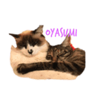 わがやの猫猫猫です（個別スタンプ：6）