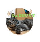わがやの猫猫猫です（個別スタンプ：7）