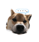 さかき家のコロちゃん（個別スタンプ：7）