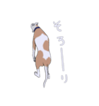 ベスとテトシと、時々、ソウシ（個別スタンプ：15）