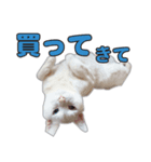 小野家のねこ3兄弟 パート2（個別スタンプ：1）