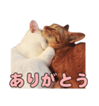 小野家のねこ3兄弟 パート2（個別スタンプ：2）