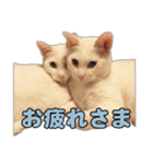 小野家のねこ3兄弟 パート2（個別スタンプ：3）