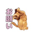 小野家のねこ3兄弟 パート2（個別スタンプ：4）