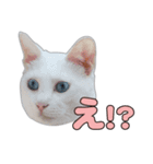 小野家のねこ3兄弟 パート2（個別スタンプ：6）