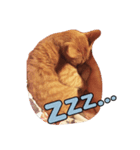 小野家のねこ3兄弟 パート2（個別スタンプ：7）