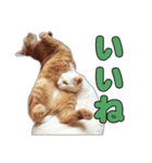 小野家のねこ3兄弟 パート2（個別スタンプ：8）