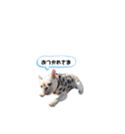ぶる左衛門☆（個別スタンプ：5）