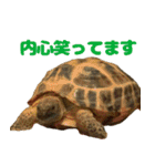 ぷちこ。（個別スタンプ：1）