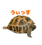 ぷちこ。（個別スタンプ：5）