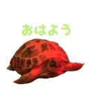 ぷちこ。（個別スタンプ：6）