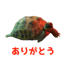 ぷちこ。（個別スタンプ：7）