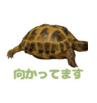 ぷちこ。（個別スタンプ：8）