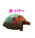 ぷちこ。（個別スタンプ：9）