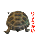 ぷちこ。（個別スタンプ：10）