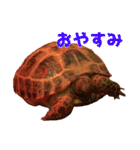ぷちこ。（個別スタンプ：11）
