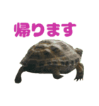 ぷちこ。（個別スタンプ：13）