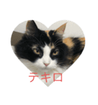 スペイン語を喋るネコ（個別スタンプ：5）