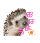ハリネズミのハクくん（個別スタンプ：1）