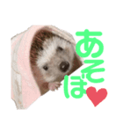 ハリネズミのハクくん（個別スタンプ：2）