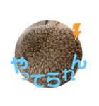 ハリネズミのハクくん（個別スタンプ：7）
